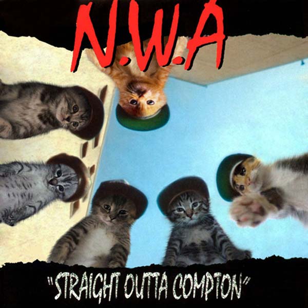2012NWAKittens 23