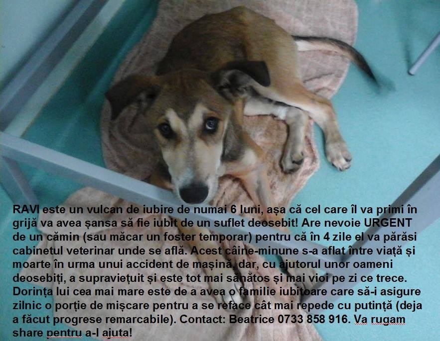 Ravie-the dog