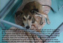 Literatura din accident: Cum ajută un cățel o scriitoare