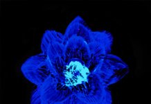 Smiley lanseaza piesa “Flori de plastic”